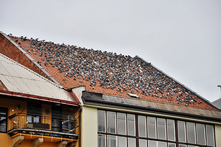 A2B Pest Control are able to install spikes to deter birds from roofs in Corby. 