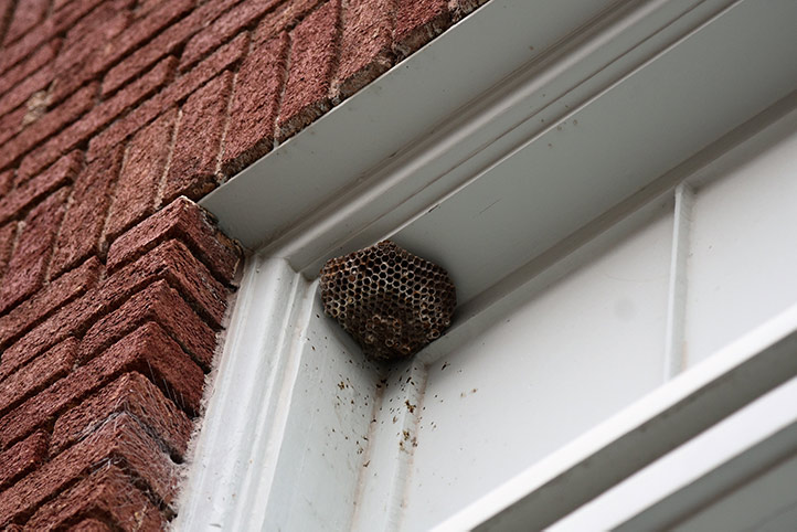 We provide a wasp nest removal service for domestic and commercial properties in Corby.